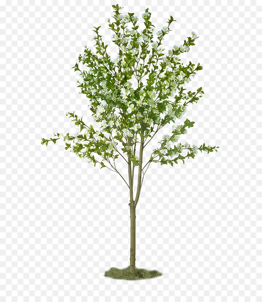 árbol De La Fruta，Pera Asiática PNG