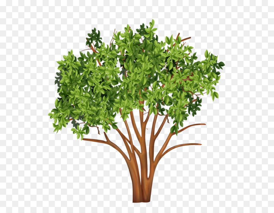 Árbol，Sucursales PNG