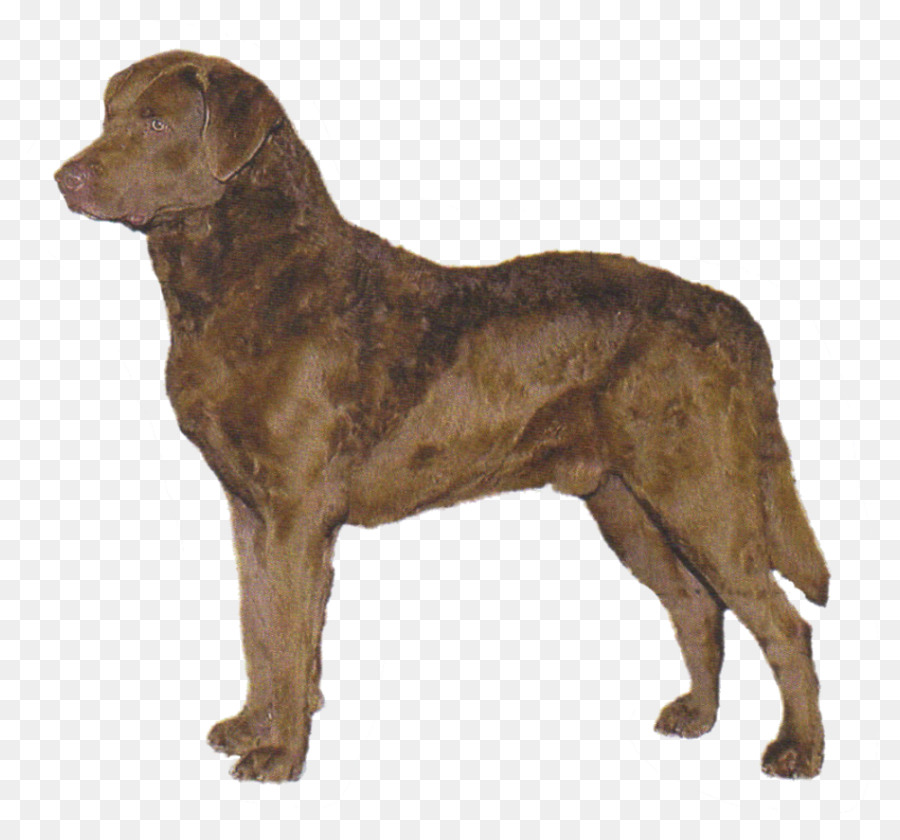 Labrador Retriever，Chesapeake Bay Retriever PNG