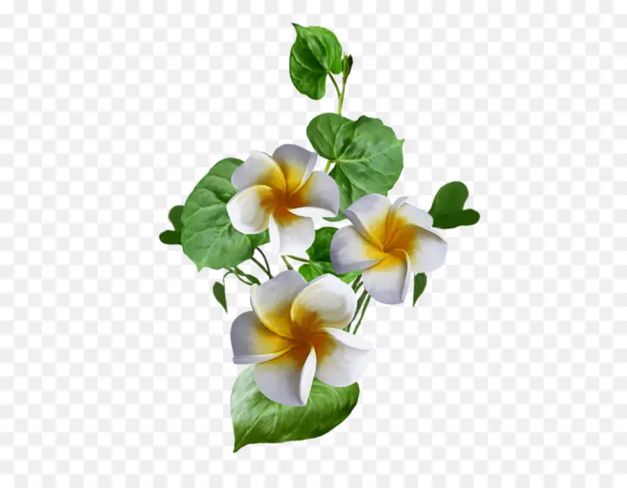 Flores Blancas Y Amarillas，Blanco PNG