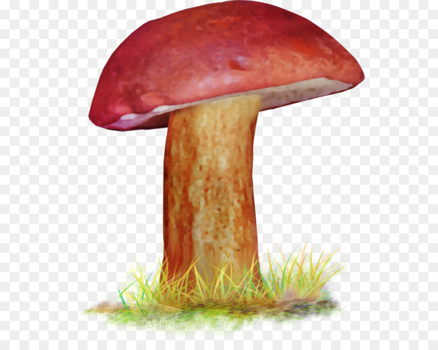 Seta Comestible，Bollo De Penny PNG