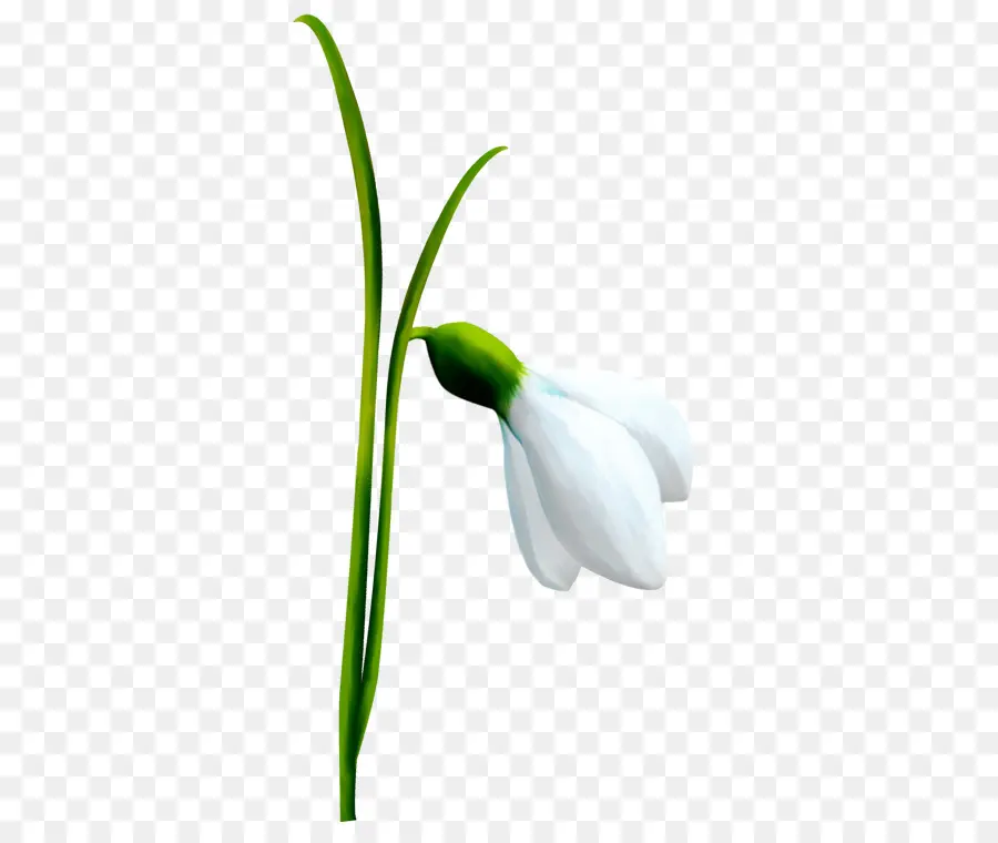 Flores De Campanilla Blanca，Blanco PNG