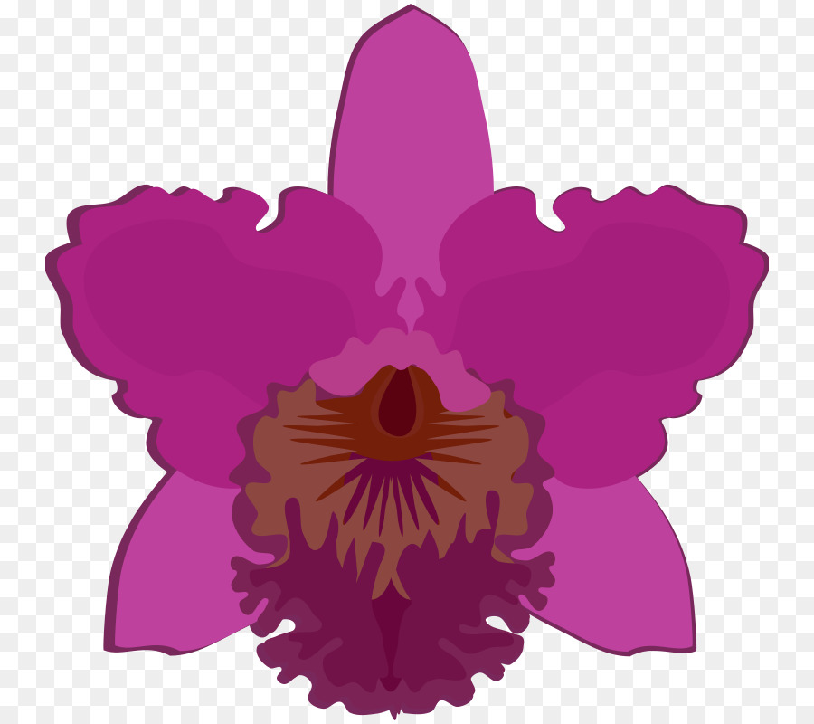 Las Orquídeas Cattleya，La Polilla De Las Orquídeas PNG