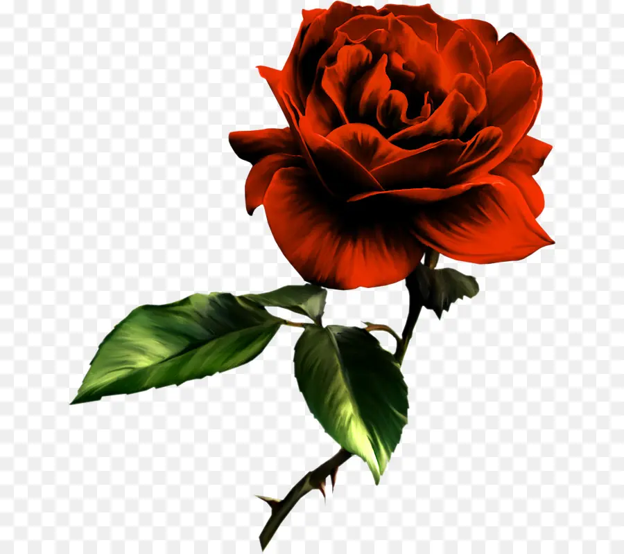 Rosa Roja，Hojas PNG