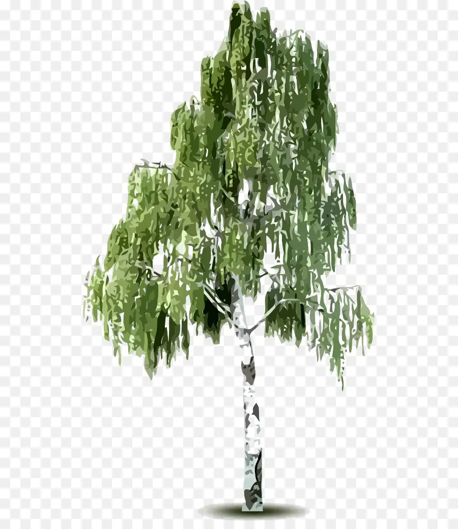 Árbol，La Corteza PNG