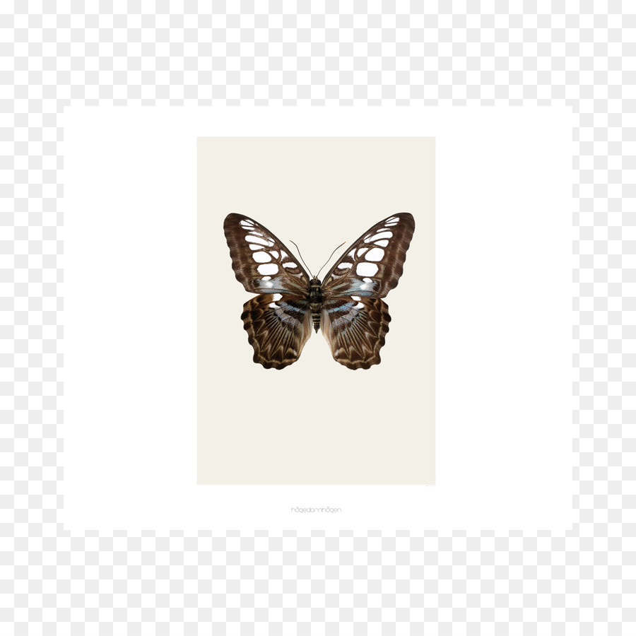 Lepidoptera，Cartel PNG