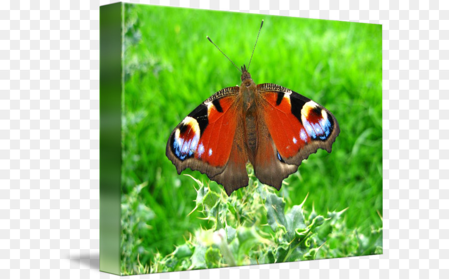 Brushfooted Mariposas，Gossamerwinged Mariposas PNG