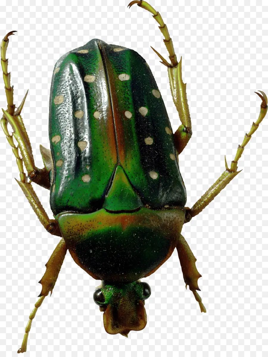 Escarabajo，Descargar PNG