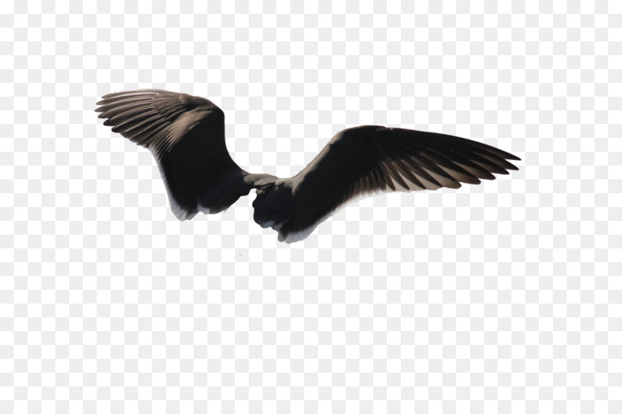 Alas Negras，Plumas PNG