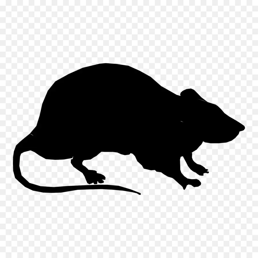 Ratón Negro，Roedor PNG