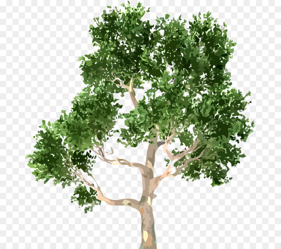 Árbol，Sucursales PNG