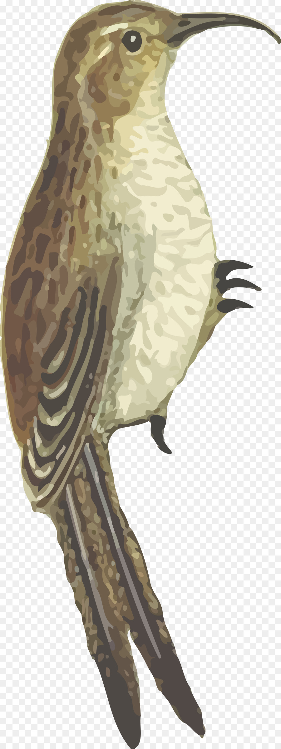 Aves，Pico PNG