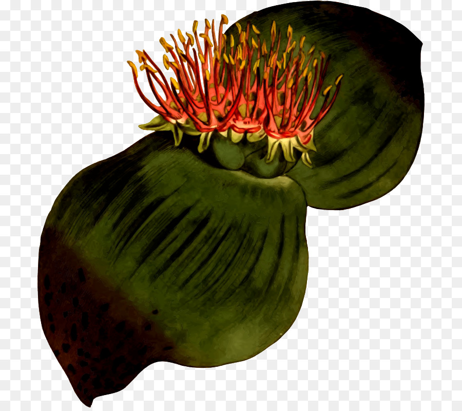 Flor，La Fruta PNG