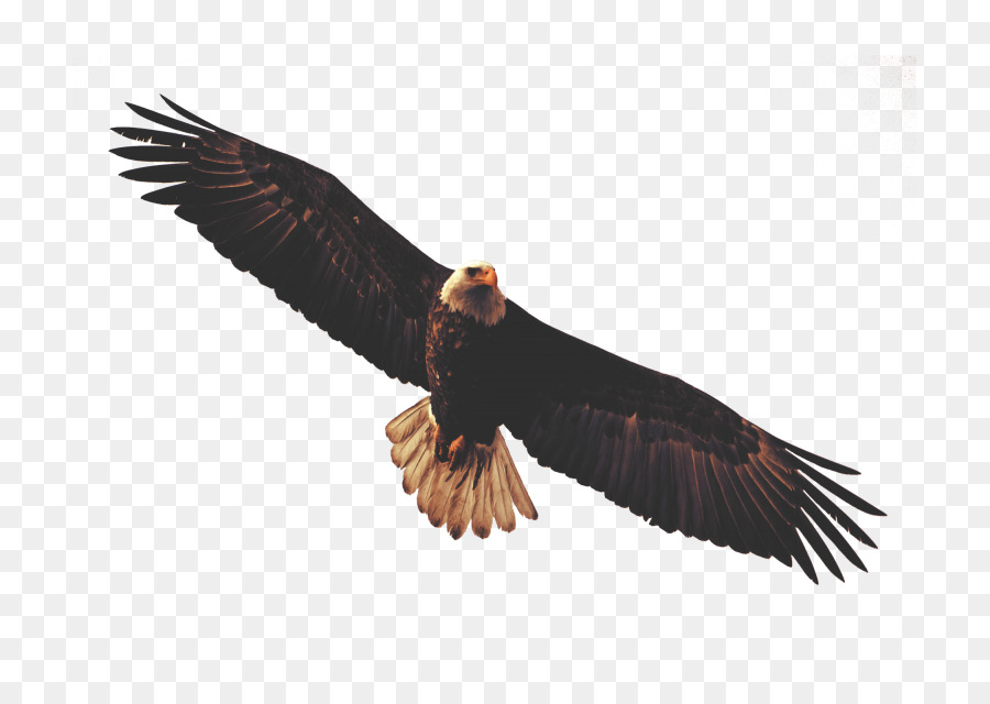 Águila，Pájaro PNG