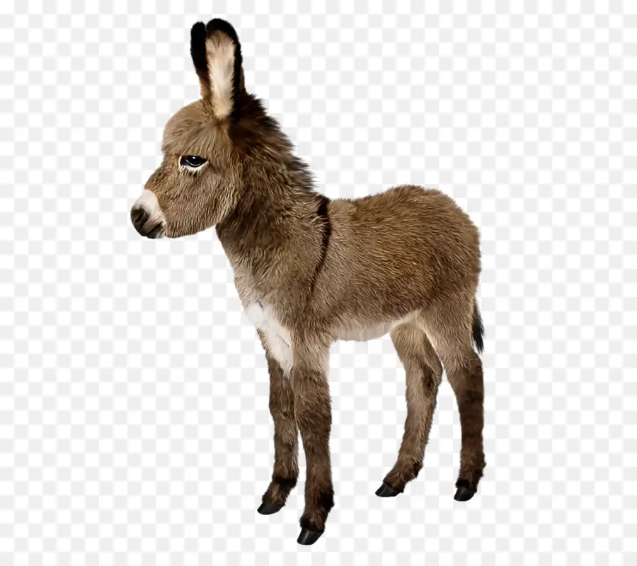 Burro Bebé，Burro PNG