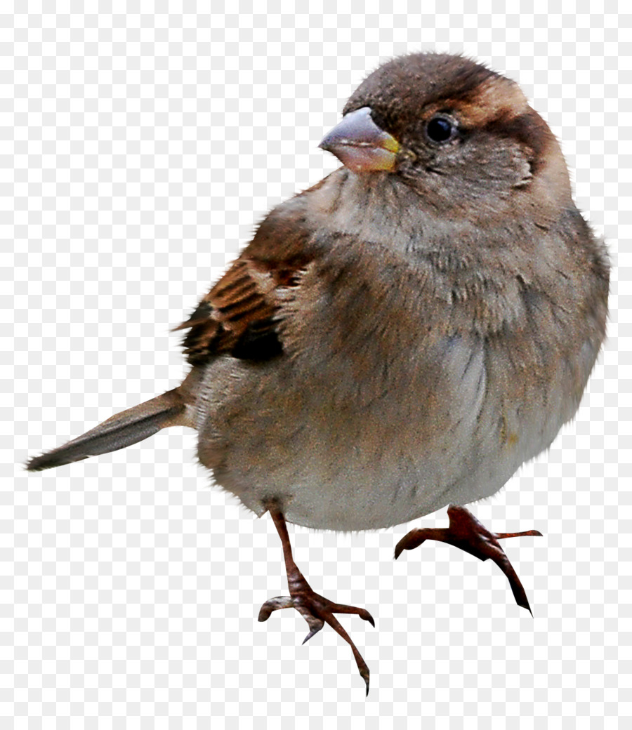 Gorrión，Aves PNG