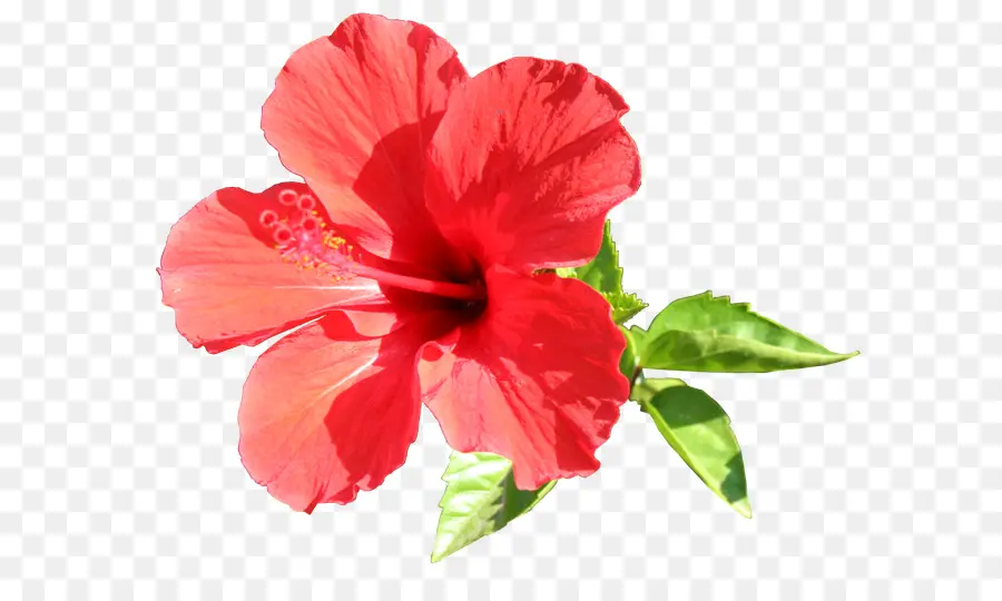 Shoeblackplant，Flor PNG