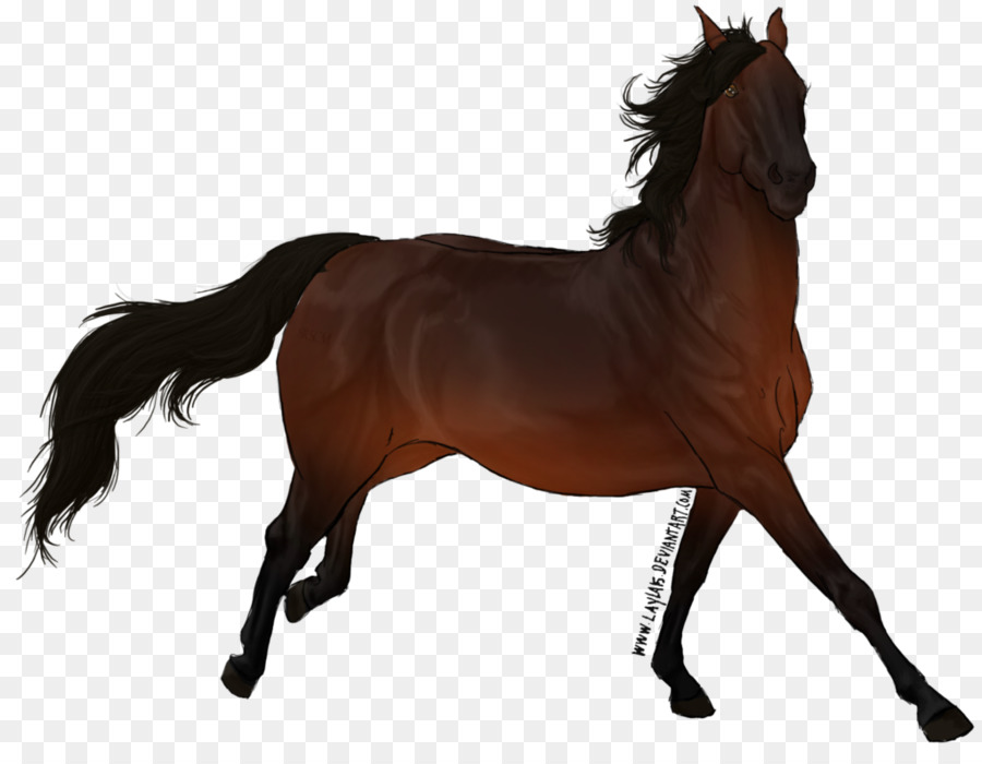 Caballo，Equino PNG