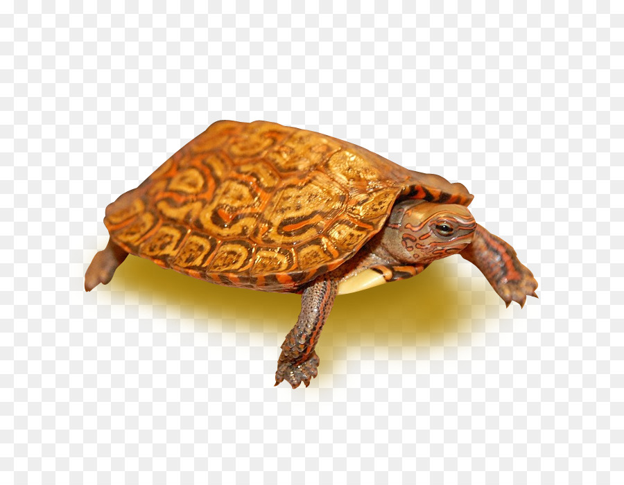 Tortuga，La Madera De La Tortuga PNG