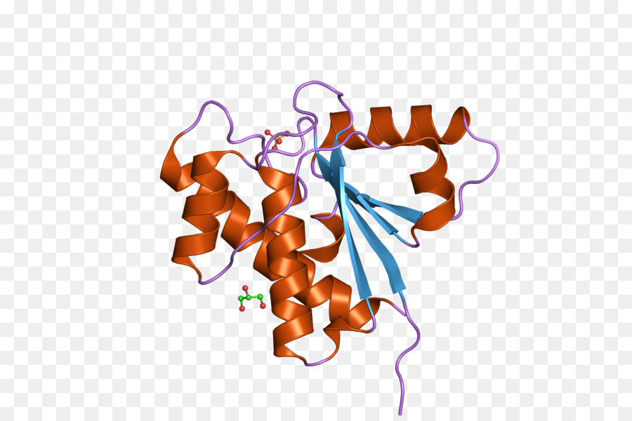 Acp1，La Fosfatasa PNG