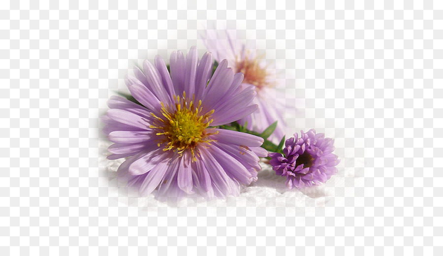 Flores Moradas，Florecer PNG