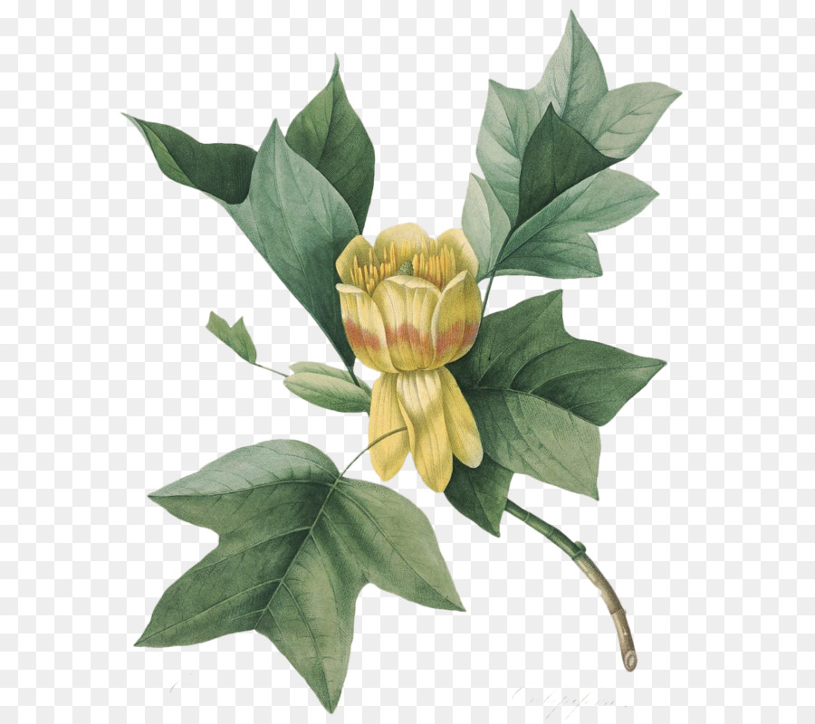 Tulip Tree，Ilustración Botánica PNG