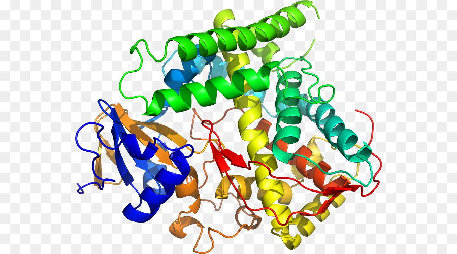 Estructura Proteica，Biología PNG