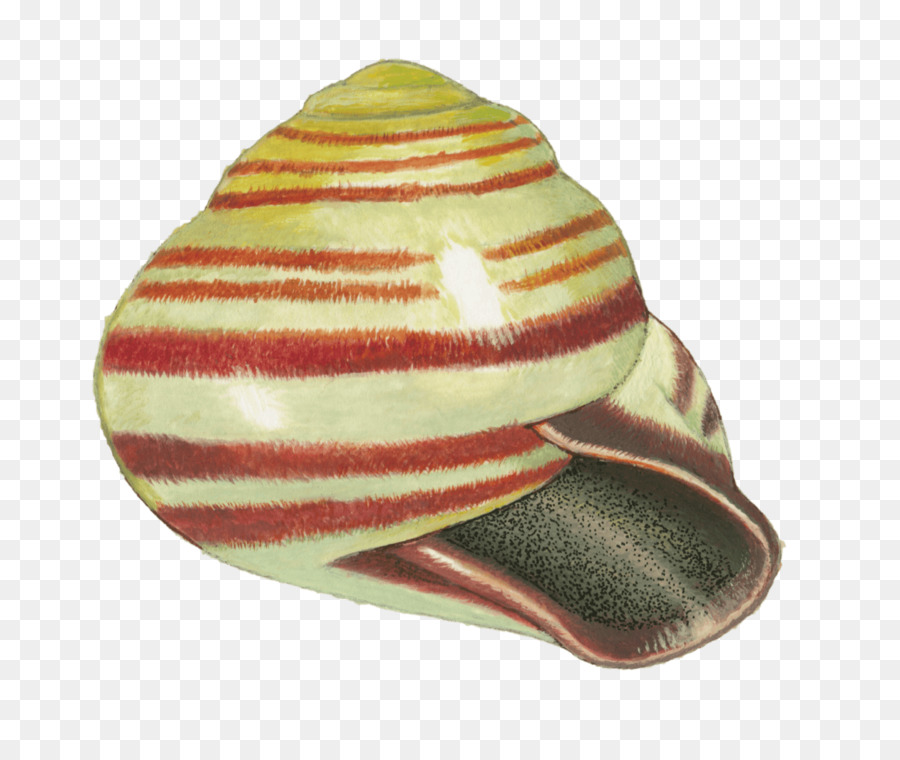 Grove Caracol，Caracol PNG