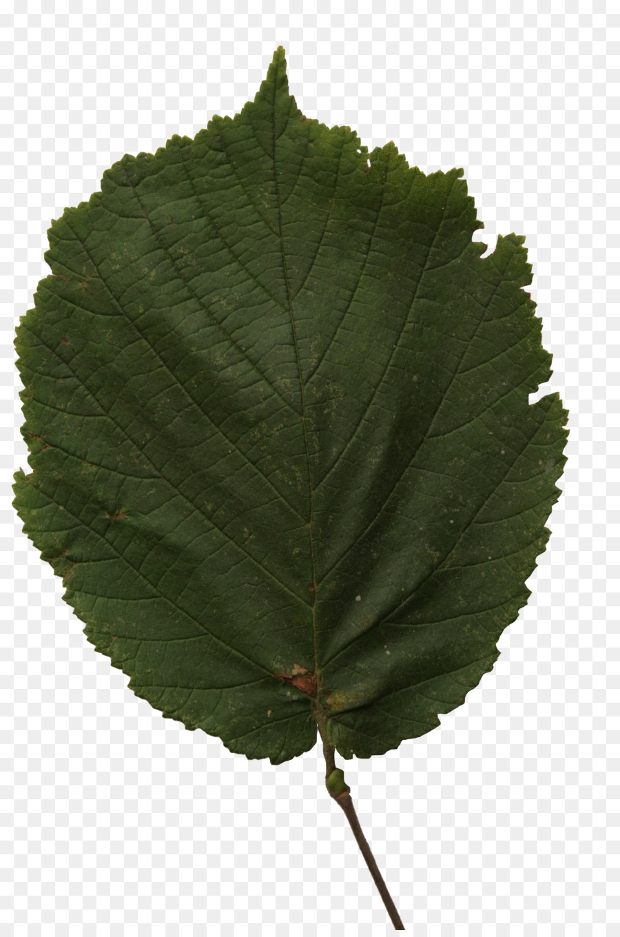 Hoja，Hoja Libre De Mejoras En El Hogar PNG