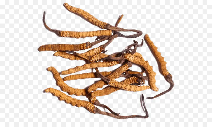 Cordyceps Militaris，Hongo De La Oruga PNG