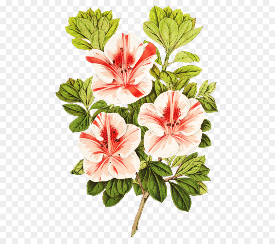 Flores Rosadas，Hojas Verdes PNG