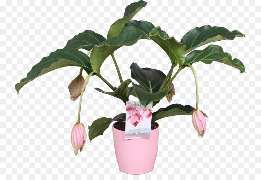 Maceta，Planta De Interior PNG