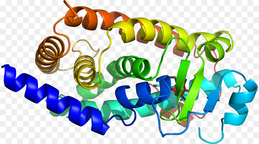 Organismo，El Cuerpo De La Joyería PNG