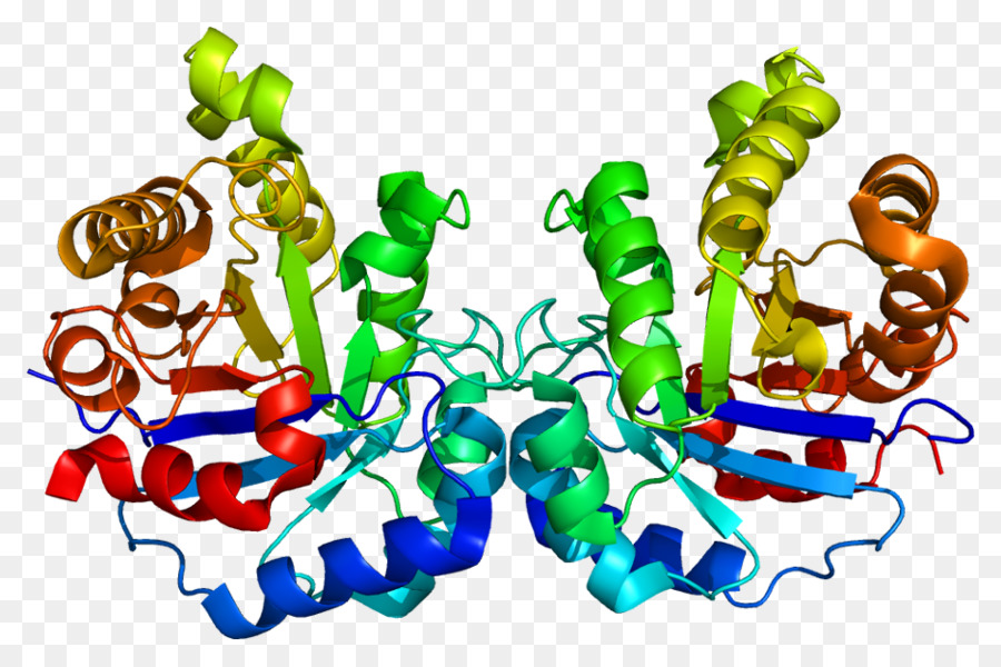 Hepatotoxicidad，Hígado PNG