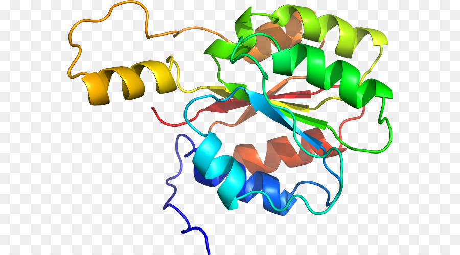 Proteína，Molécula PNG