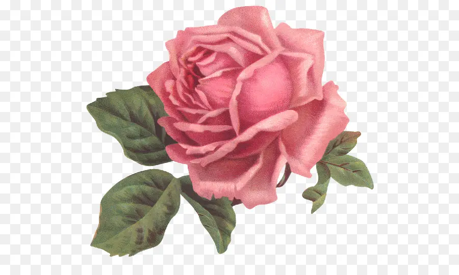 Rosas Rosadas，Hojas PNG