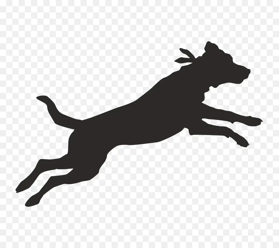 Perro，Corriendo De La Habitación PNG