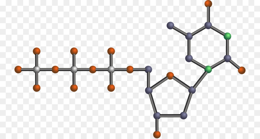 Nucleótidos，El Trifosfato De Adenosina PNG