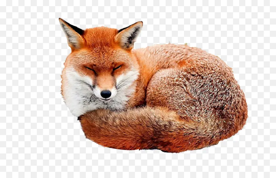 Zorro Rojo，Fox PNG