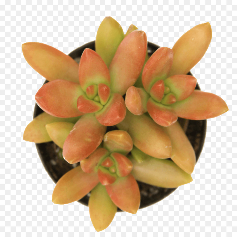 Sedum Rubrotinctum，Sedum Adolphi PNG