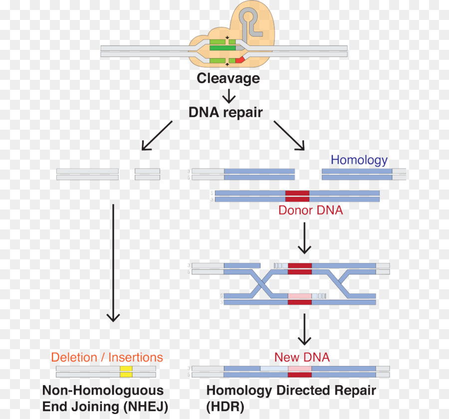 Crispr，Guía De Arn PNG