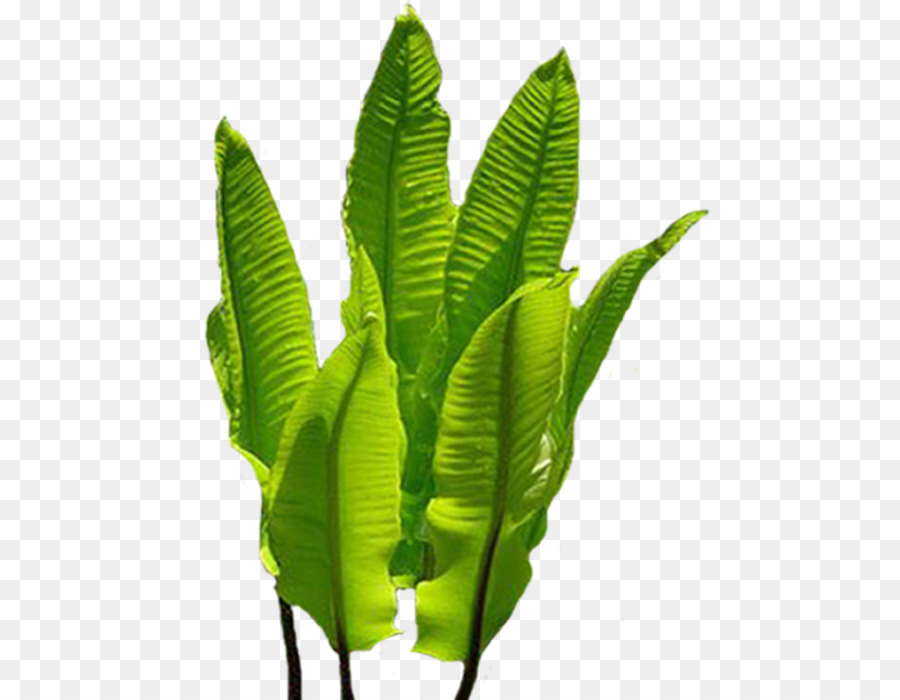 Avestruz Fern，Tallo De La Planta PNG