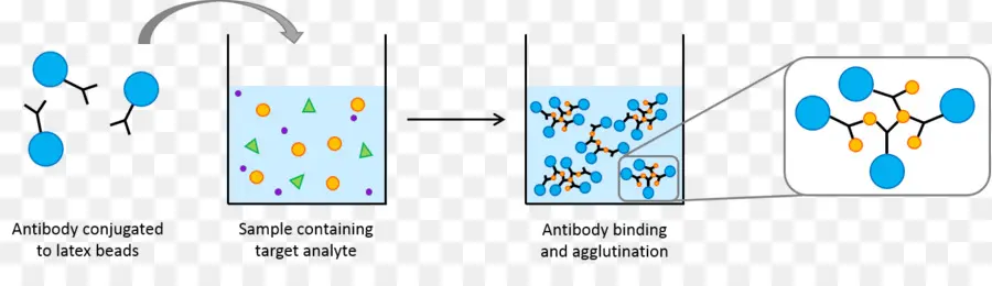 Prueba De Anticuerpos，Cuentas De Látex PNG