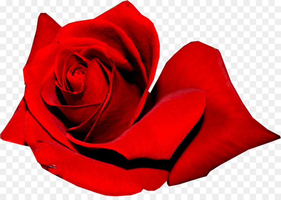 Rosa Roja，Florecer PNG