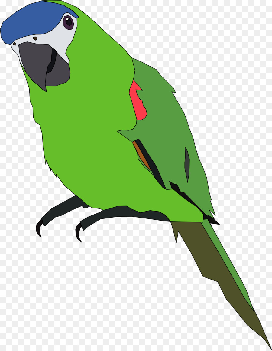 Loro，Budgericar PNG