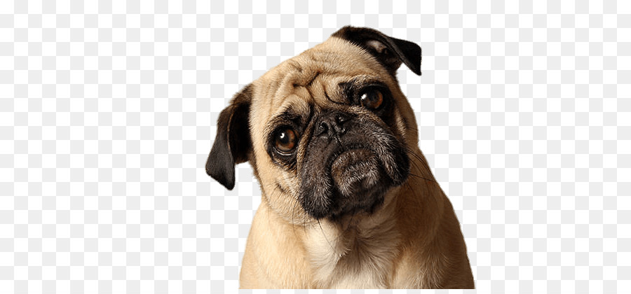 Pug，Bulldog Francés PNG