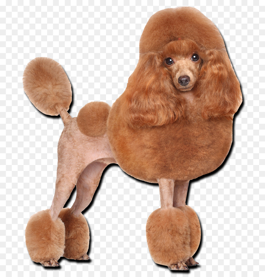 Caniche，Caniche Toy PNG