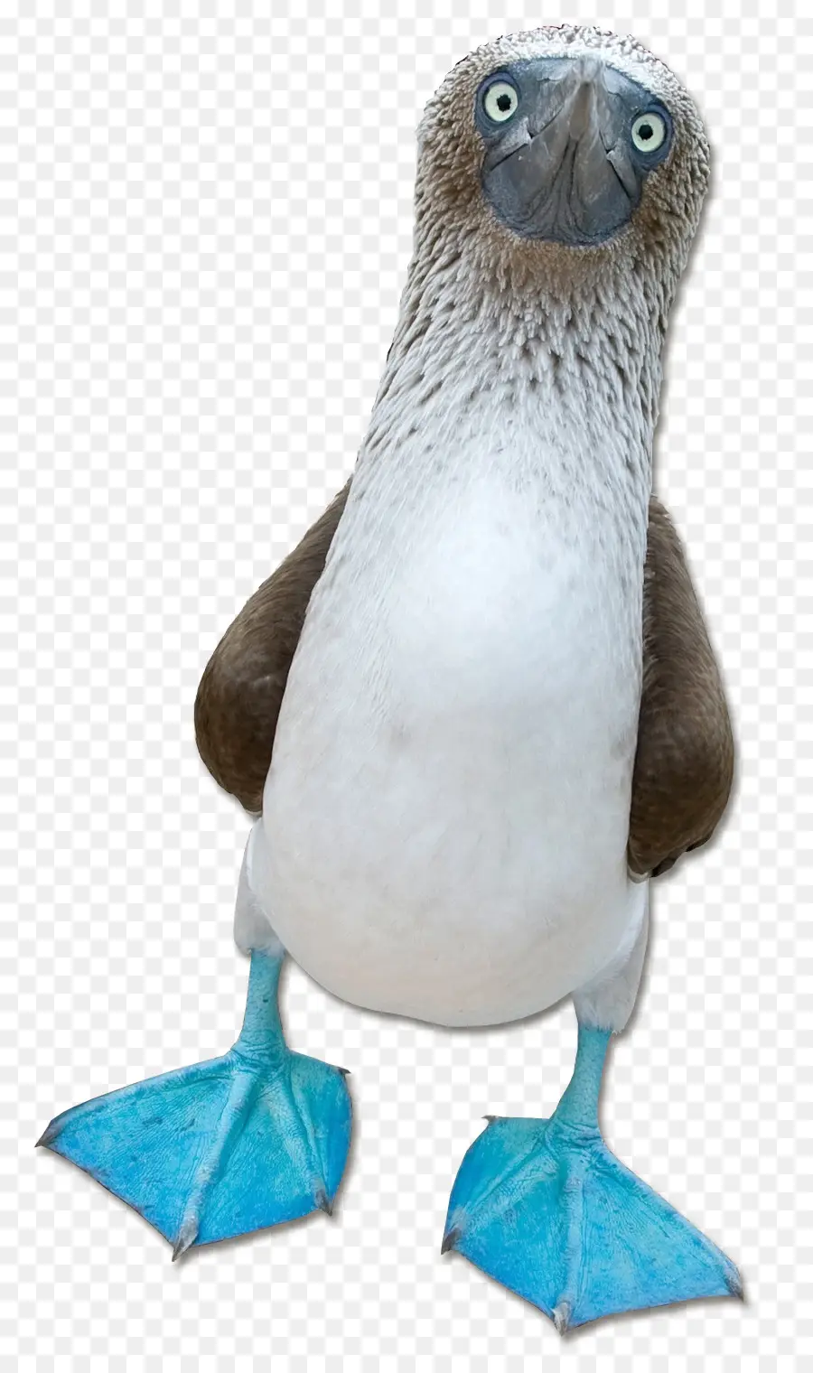 Piquero，Bluefooted Piquero PNG