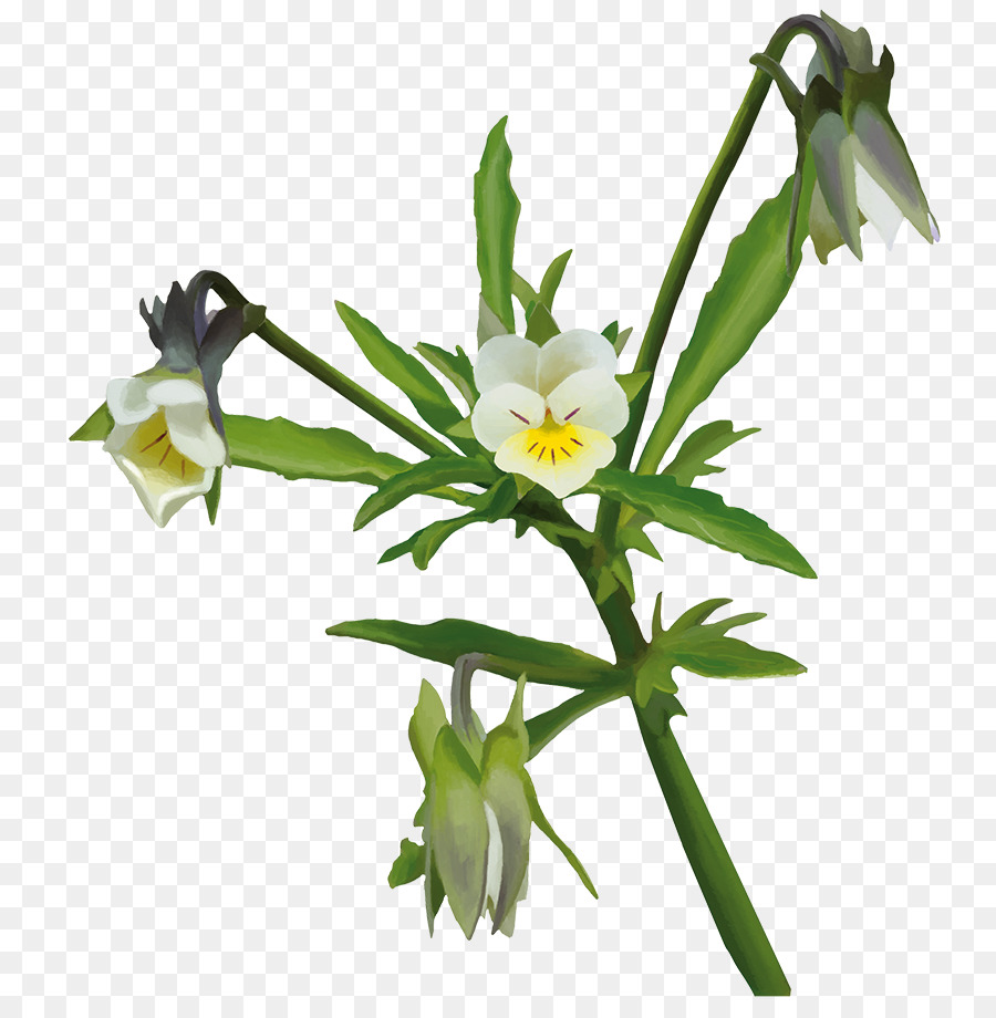 Flor，Planta Herbácea PNG