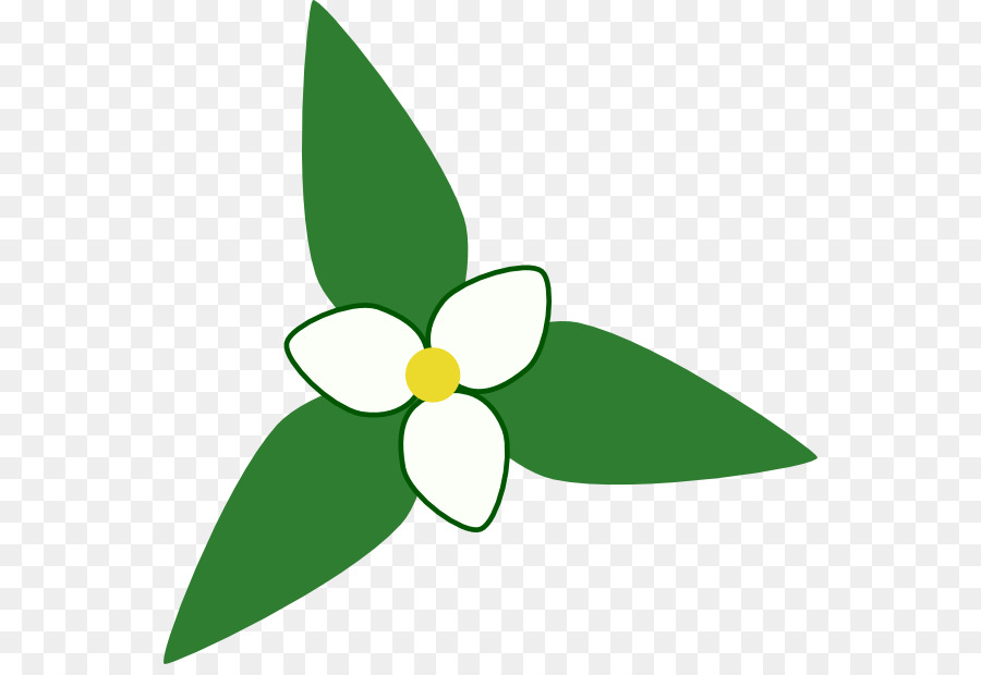 Gran Blanco Trillium，Dibujo PNG